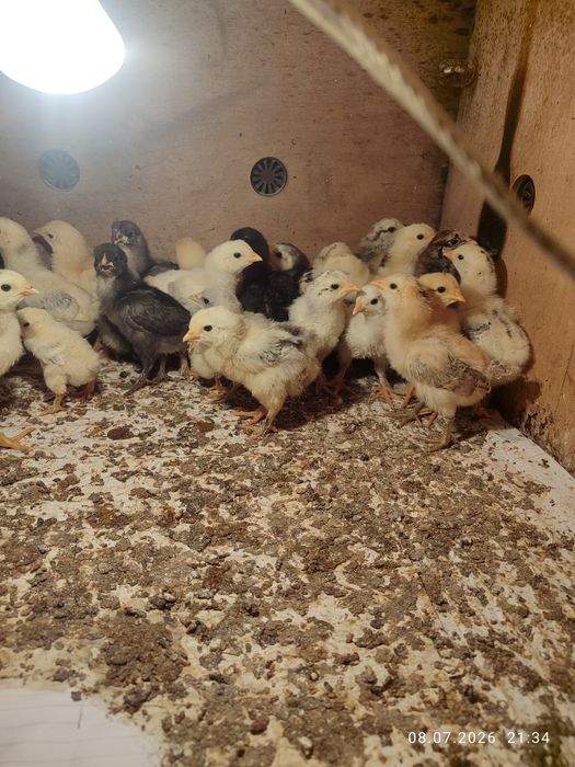 Продам домашних цыплят