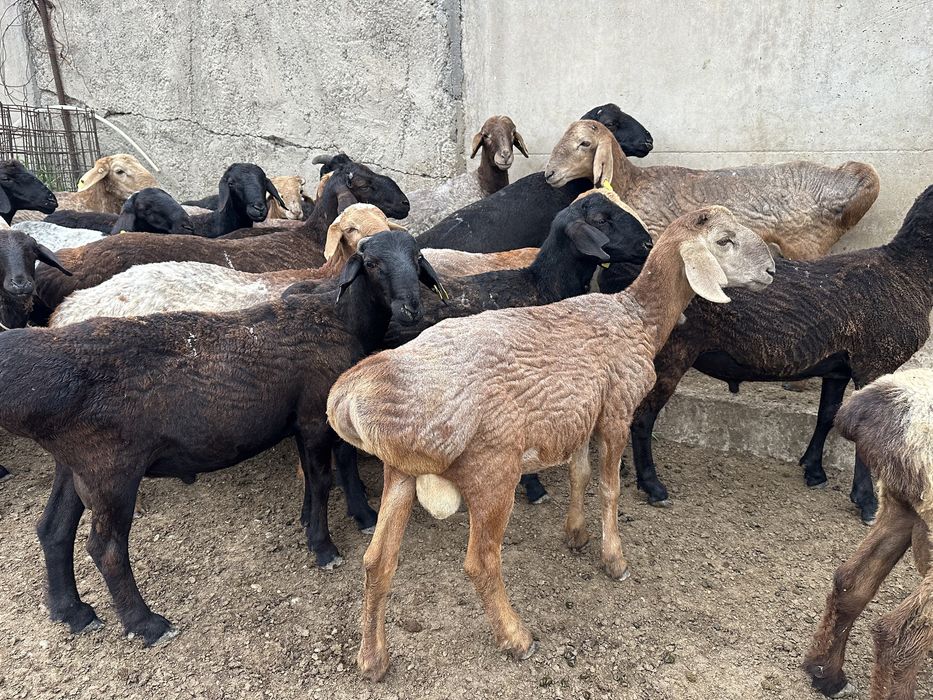 Қой-Қошқарлар сатылады