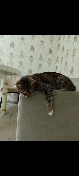 Диван для гостиной