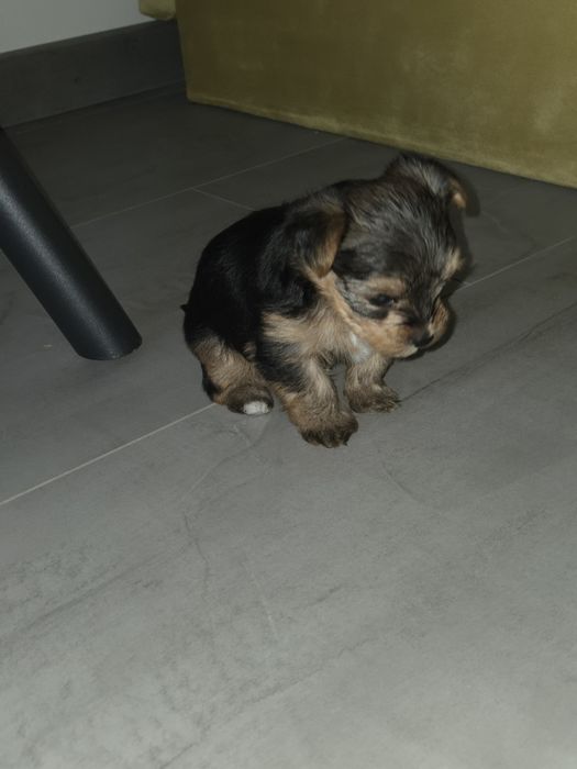 Мини Йорки момчета