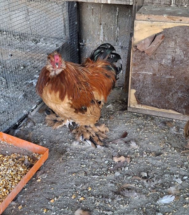 Продаются декоративные куры