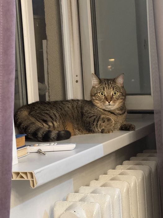 Отдам кошку бесплатно