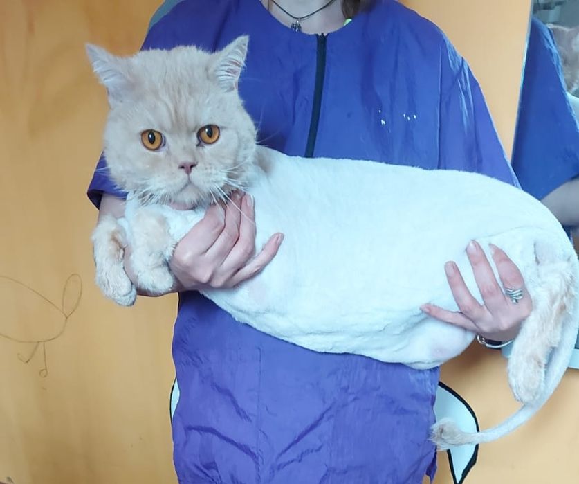 Груминг с выездом на дом.