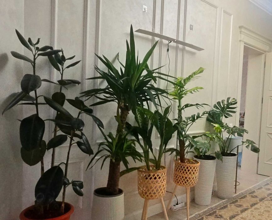 Распродажа комнатных растений