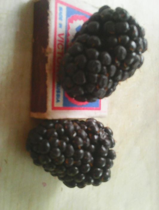 Саженцы ежевики сорт "Гигант"