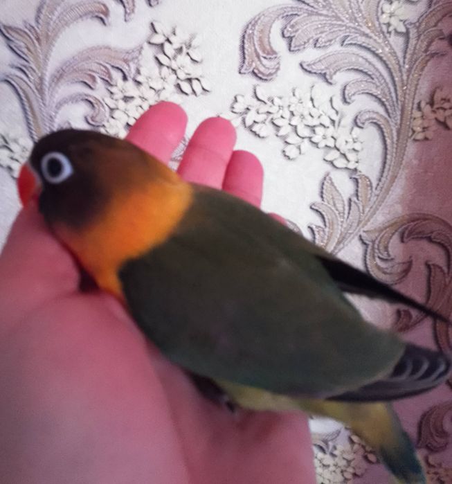 Неразлучники малыши местные