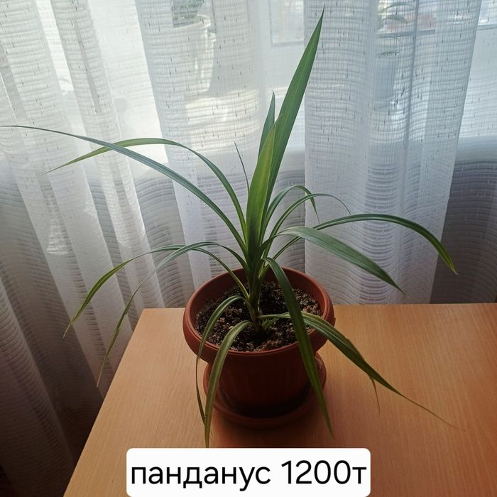 Цветы комнатные недорого