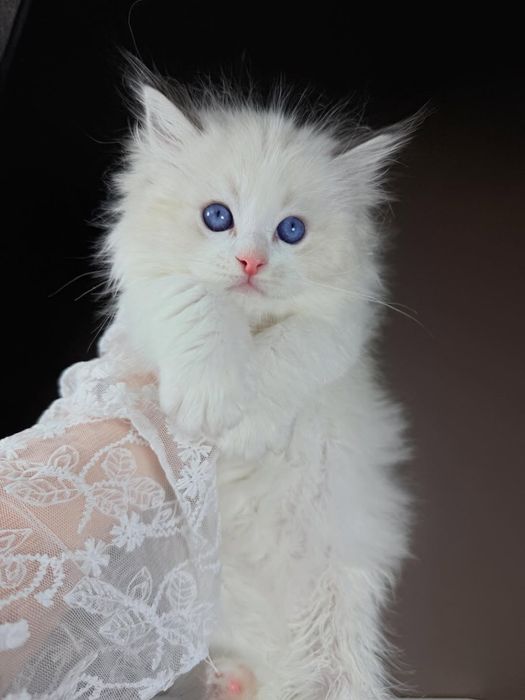 Рэгдолл. Regdoll. Рэгдолл.