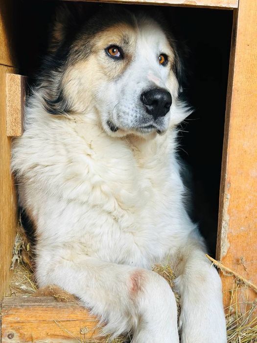 Соломон ищет семью. Очень классный. Собака. Алабай