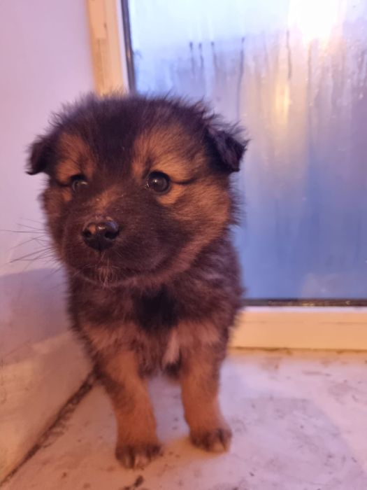 В добрые руки! Щенок(девочка)