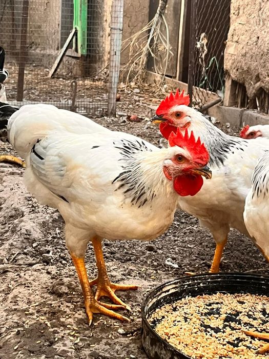 Продам уток,индоуток,кур