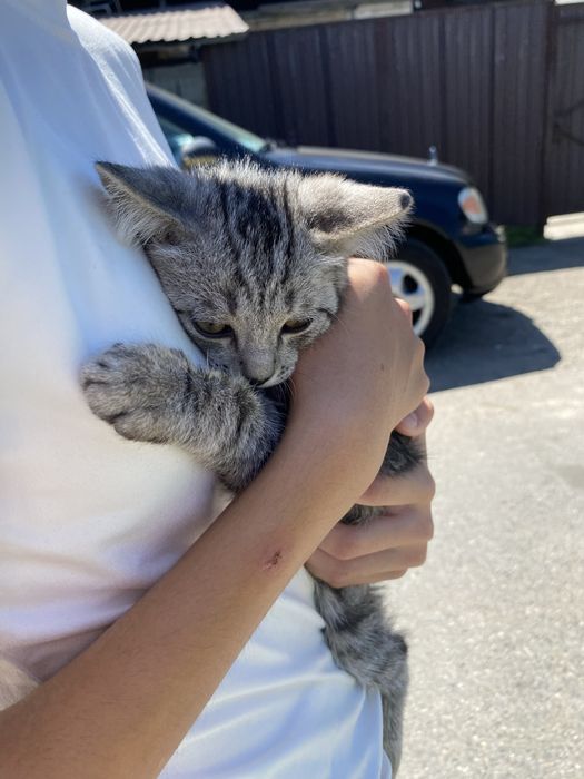 Отдам котёнок добрые руки,играет