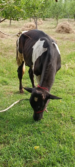 5 6 ойлик букачала
