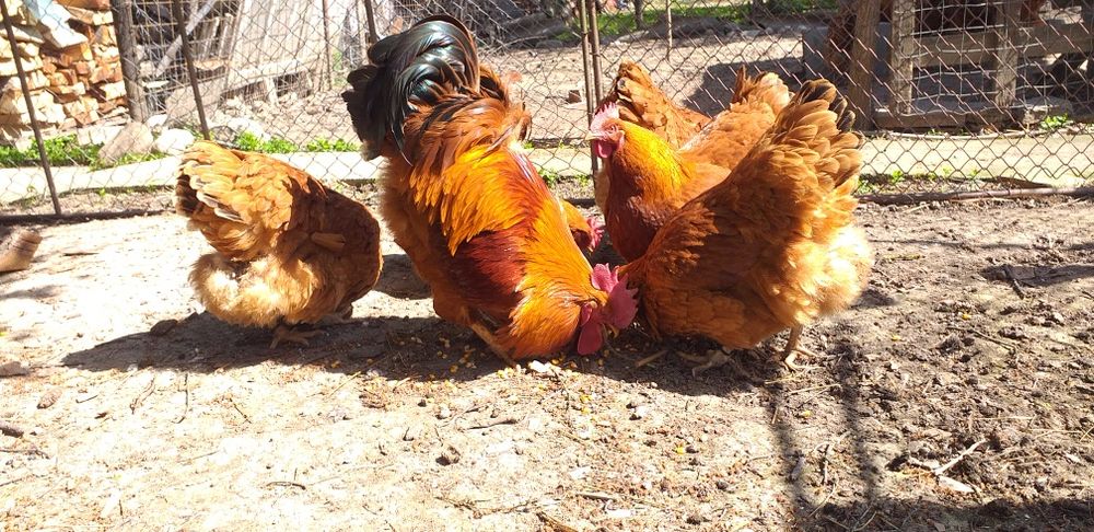 Găini  Hampshire,Bielefeldersi Araucana de vanzare