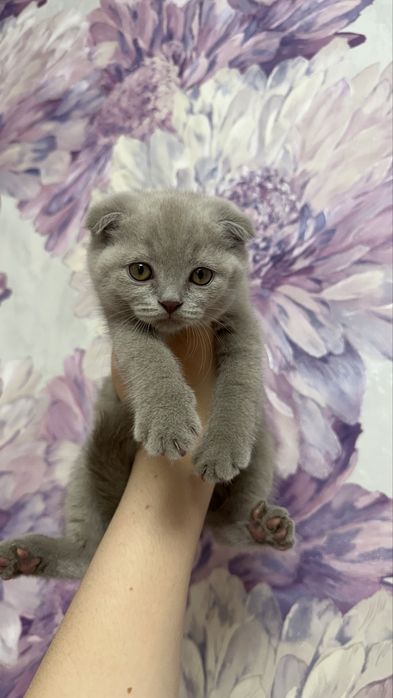 продается вислоухий  Котенок