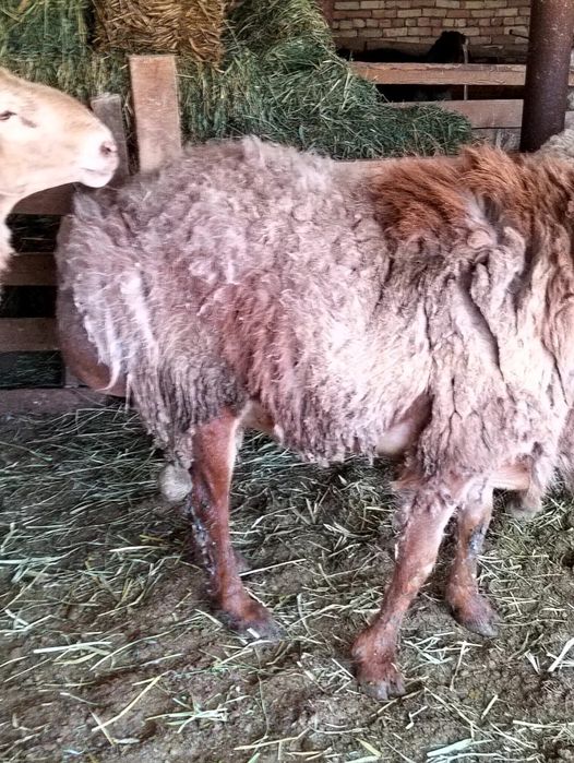 Кошкарлар сатылады