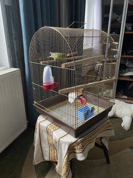 Papagal,colivie,mancare