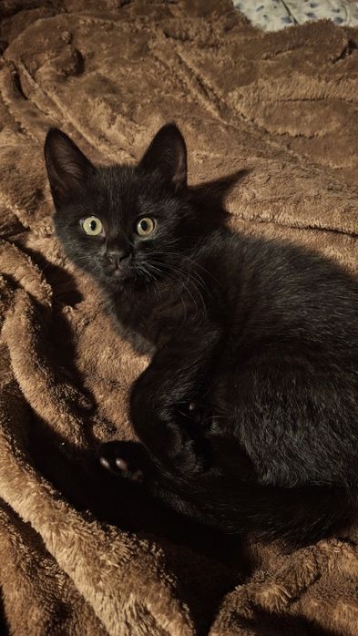 Котята, обе девочки
