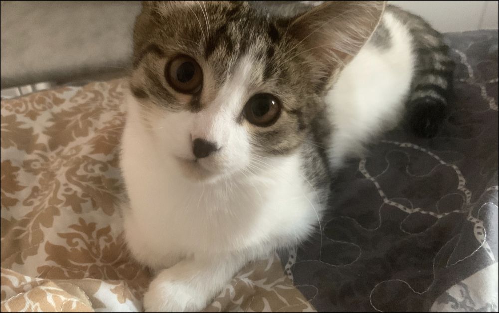 Отдам котенка в добрые руки