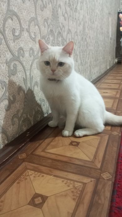 Ismi:Luiz juda aqqilli va itoatkor