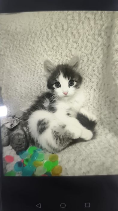 Котята в заботливые руки