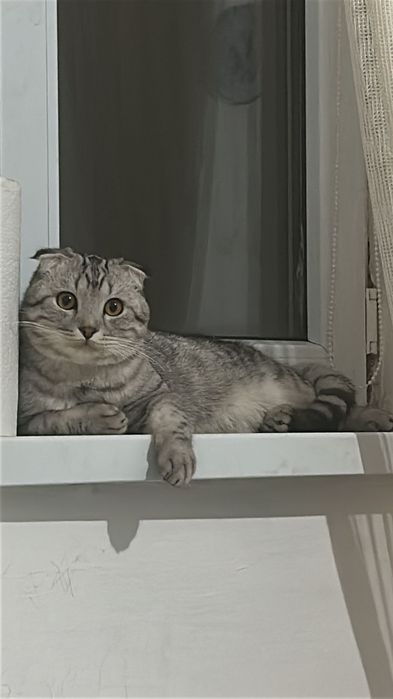 Мысық  кот еркек мысық