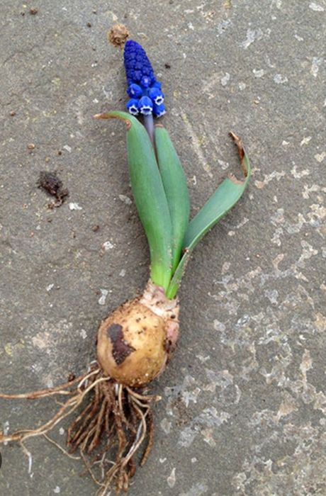 Продам луковицы мускари на посадку