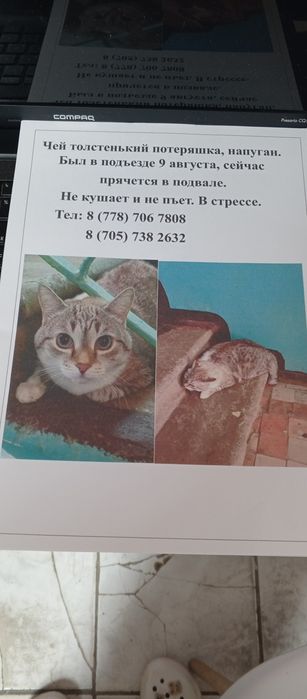 Пристраивается котик
