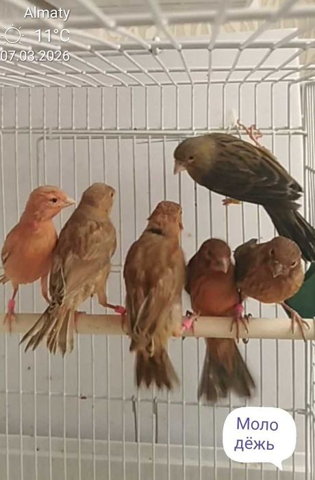 Канарейки певчие