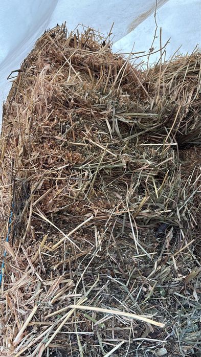 Se vand baloti dreptunghiulari