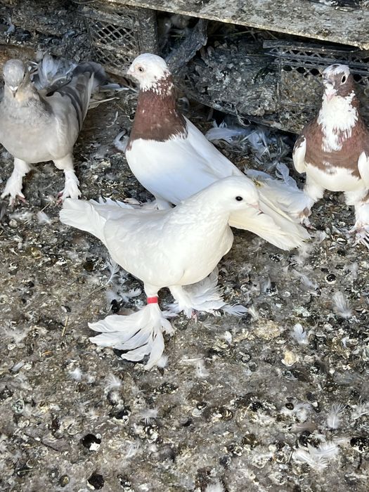 Зотдор кабутарлар Пародистые голуби Есть и самец и самка