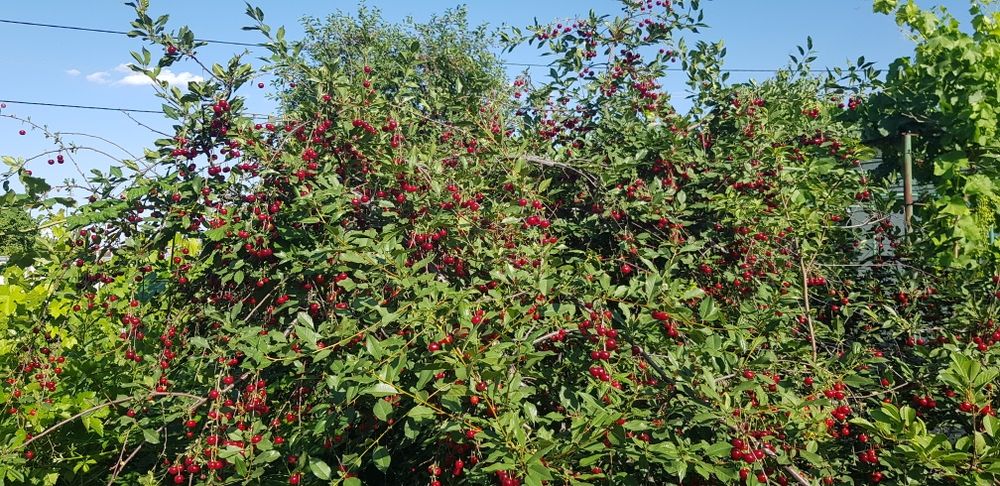 Участок с фундаментом (Шубарсу)
