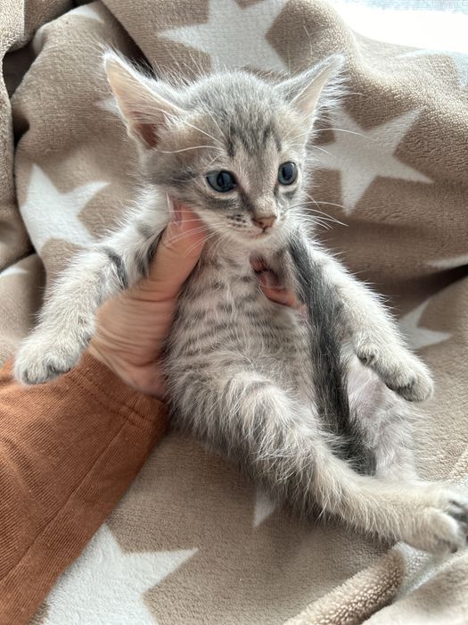 Котята в добрые руки бесплатно