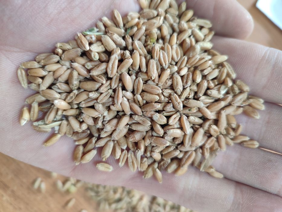 Пшеница только оптом 105тг