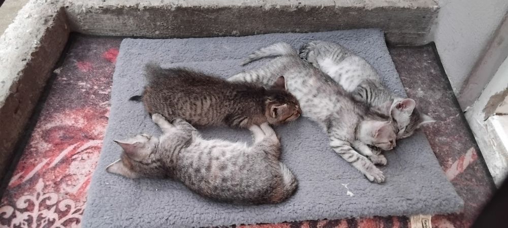 Pui de pisica spre adoptie