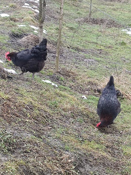 Ouă pentru incubat puicuțe(găini) marans