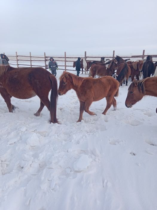 Продам кобылу с жеребенком