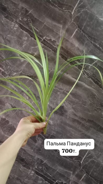 Комнатные цветы продаю