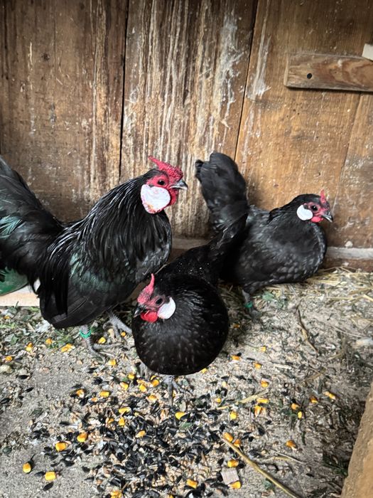 Bantam negru gainuse pitice
