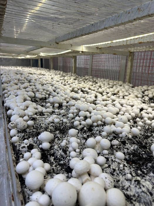 Qoʻziqorin sotish va yetishtirish