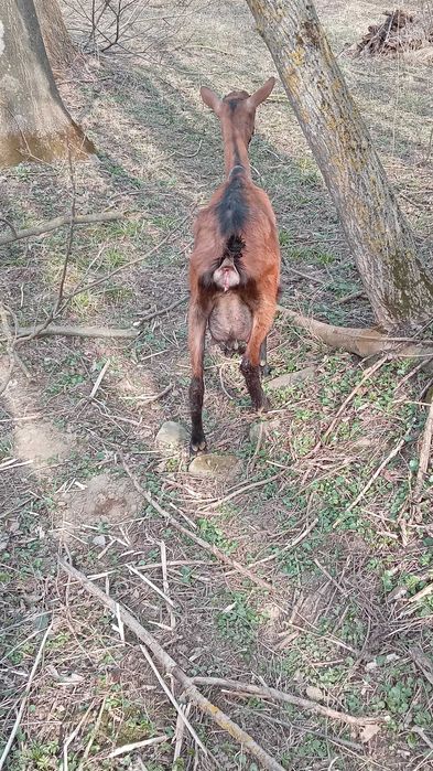 Capre de vinzare alpina franceza