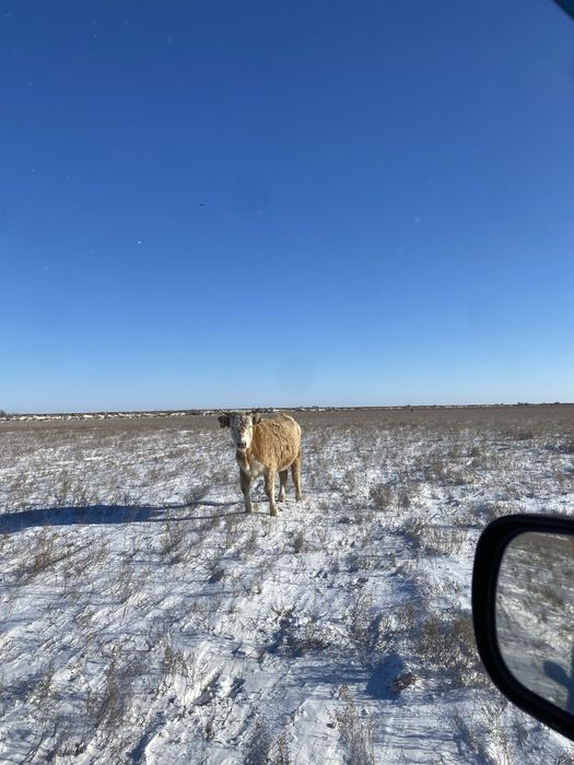 семіз қашарлар сатылады