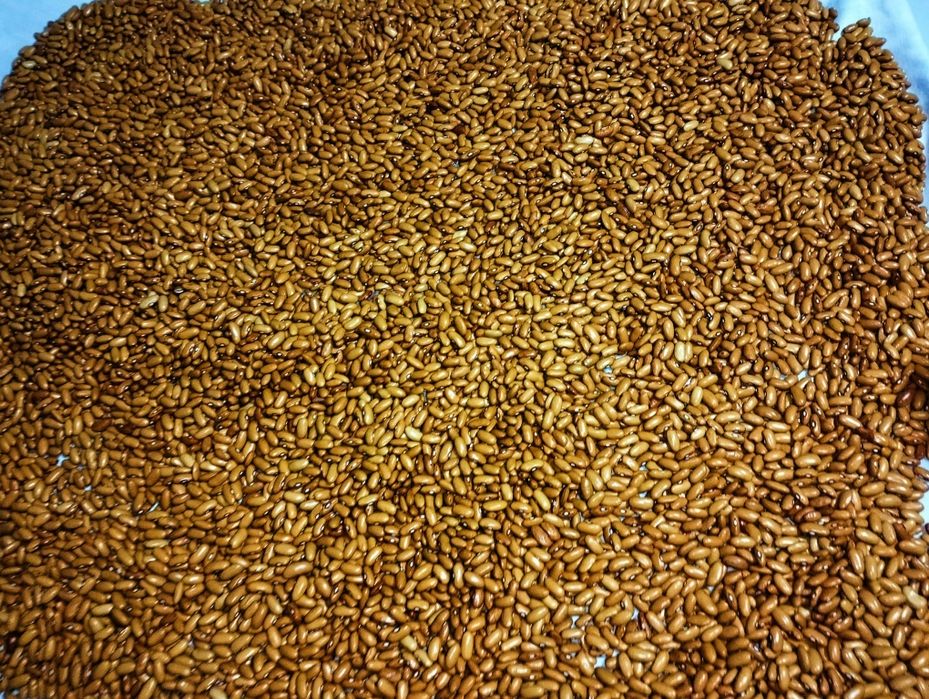 Фасоль коричневая 1200т