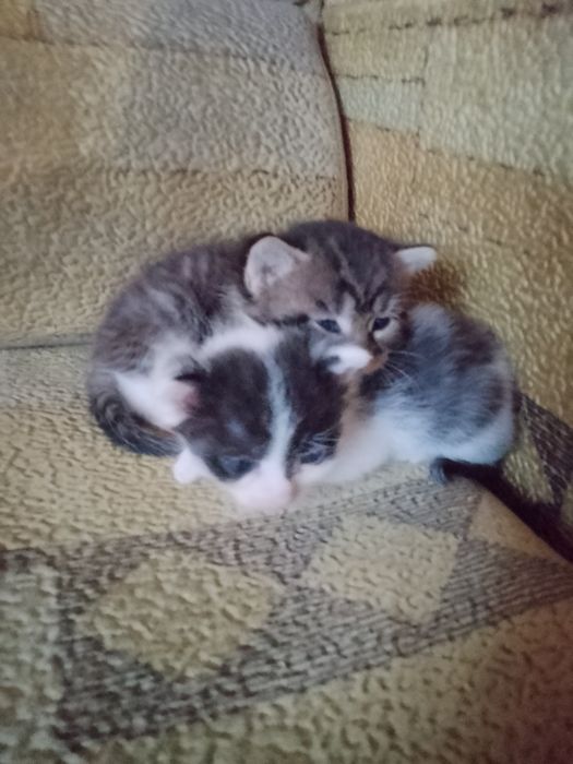 Отдам котят в добрые руки