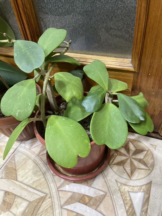 Традисканция, фикус, хоя, малочаи