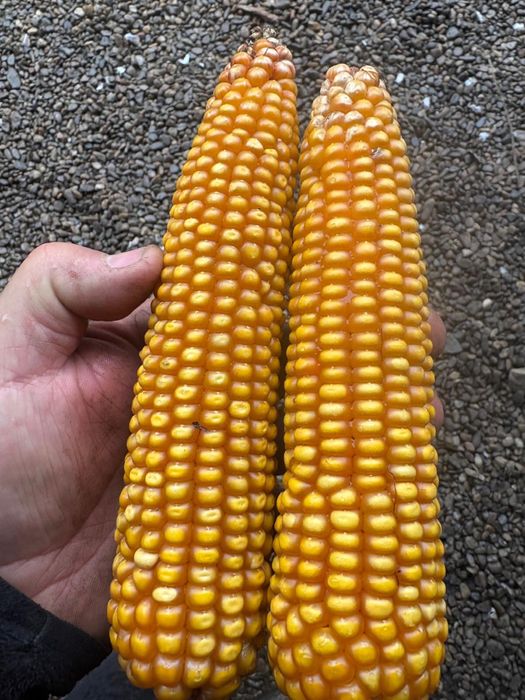 Vând porumb bob sticlos