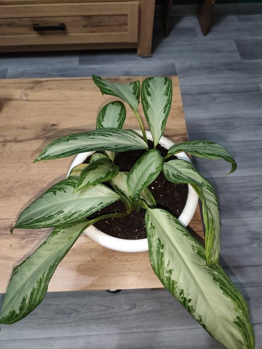 Продам домашнюю Аглонему