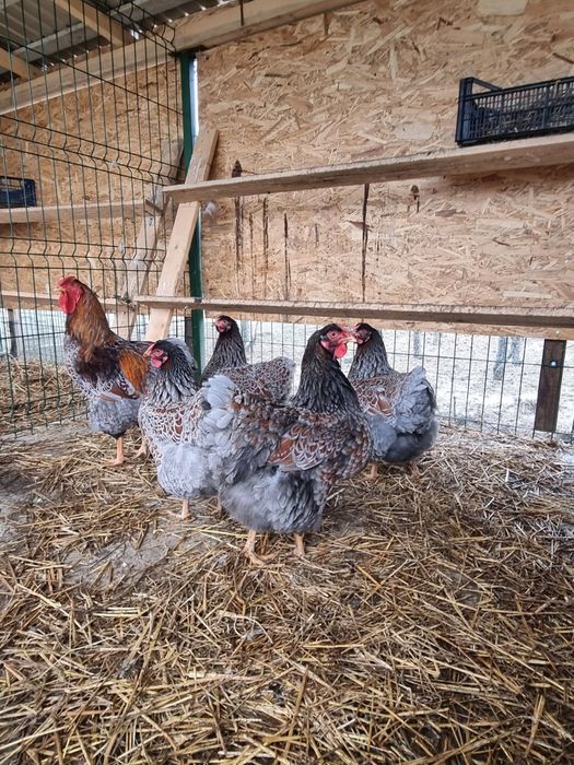 Oua de incubat Wyandotte