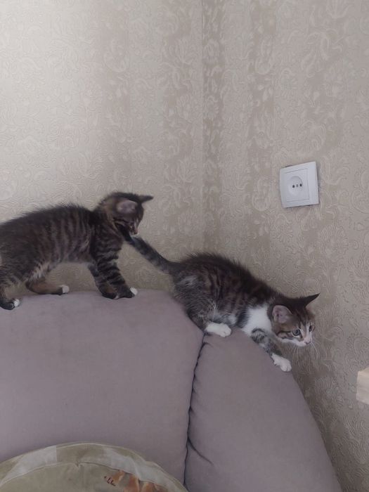 Котята в добрые руки