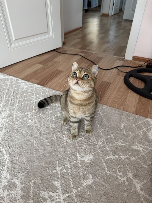 Продам британского котика